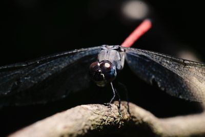 Dragonfly, predator insect