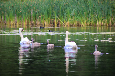 Swans swimming with cygnets in lake