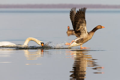 Birds flying over lake