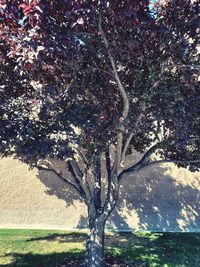 Low angle view of tree against sky