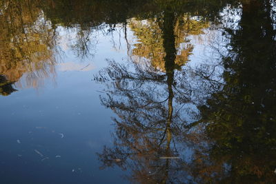 Reflection of trees in lake