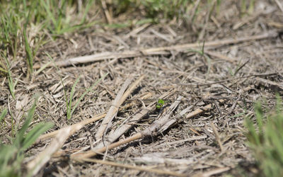 High angle view of dry grass on field