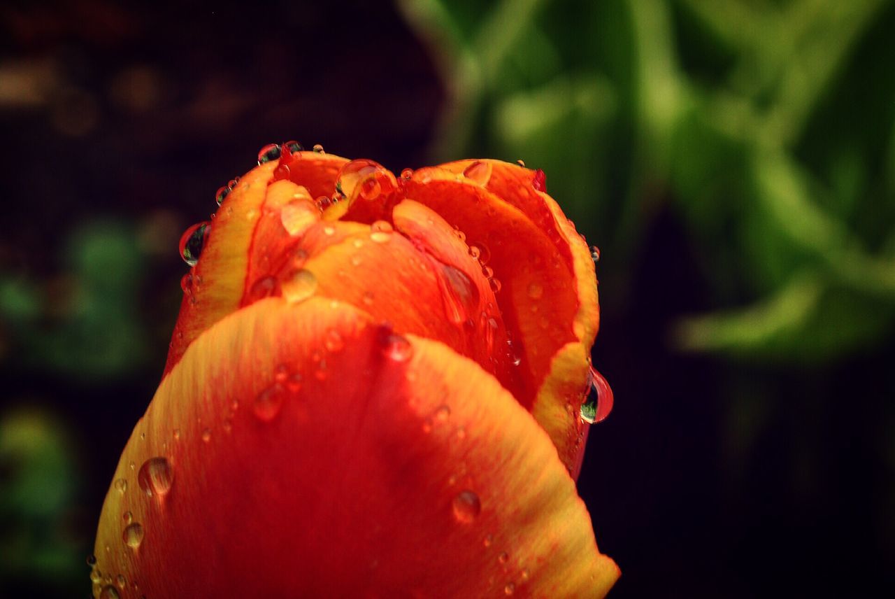 flower, freshness, petal, close-up, fragility, focus on foreground, flower head, beauty in nature, drop, growth, orange color, nature, single flower, wet, red, water, plant, blooming, yellow, dew