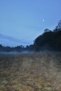 Trees on field against sky