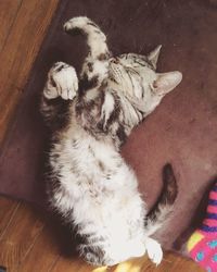 Cat sleeping on tiled floor