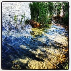 Reflection of trees in water