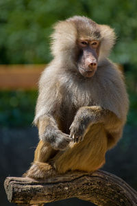 Close-up of monkey sitting on tree