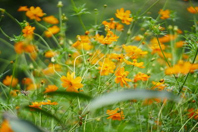 Close-up of yellow flowering plants on field