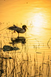 Duck swimming in lake