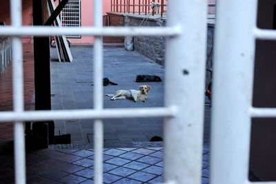 Dog in cage