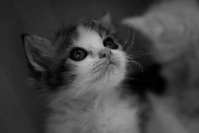 Close-up of cat looking away