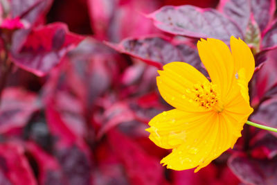 Close-up of yellow flowering plant