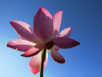 Low angle view of pink lotus against clear blue sky