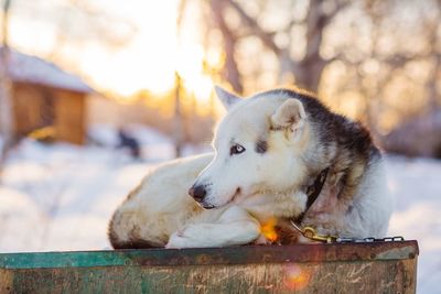 Close-up of dog looking away sitting on retaining wall