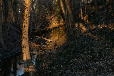 High angle view of tree trunk in forest