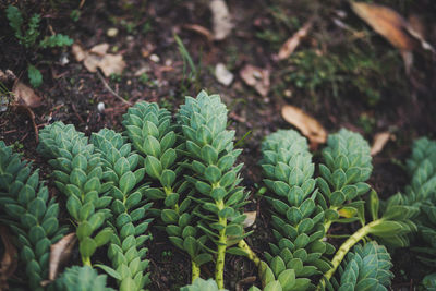 Close-up of fresh green plants in field