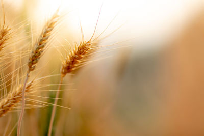 Close-up of stalks in wheat field