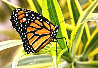 Close-up of butterfly on leaf