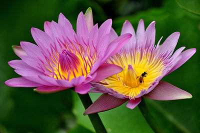 Close-up of insect on flower