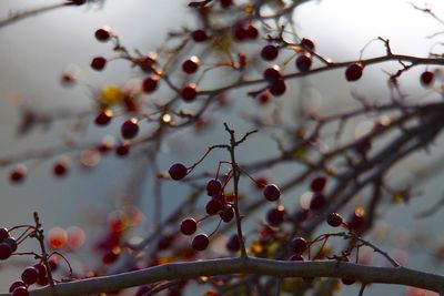 Close-up of berries growing on tree