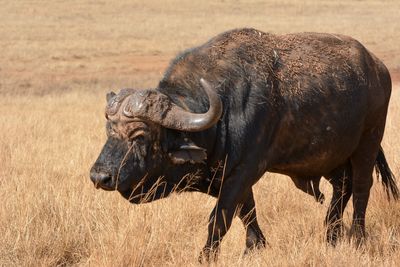 Buffalo walking in dry winter grass, african safari