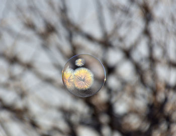 Close-up of snow on plant