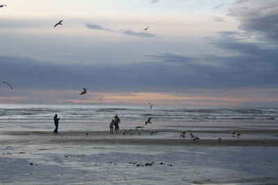 People and seagulls at beach against sky during sunset