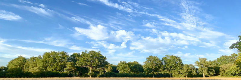 Panoramic view of trees on field against sky