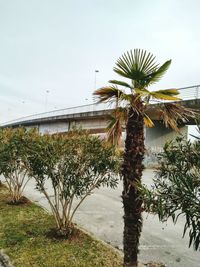 Palm trees against sky