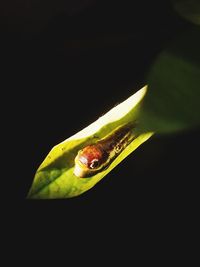 Close-up of green leaf over black background