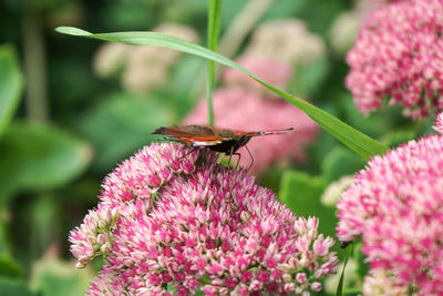 Close-up of insect on pink flower