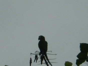 Low angle view of bird perching against clear sky