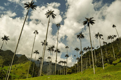 Low angle view of coconut palm trees on field against sky