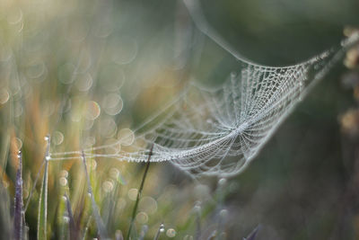 Close-up of wet spider web on plant