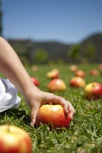Cropped image of person hand holding apple on field