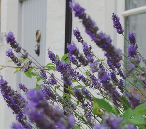 Close-up of lavender flowers blooming outdoors