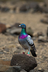 Close-up of bird perching on rock