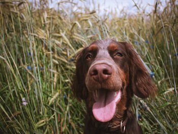 Portrait of dog on field