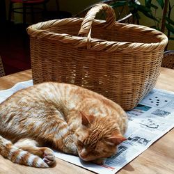 Ginger cat sleeping by wicker basket on table