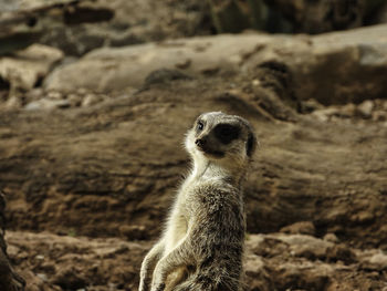 Suricate being curious 