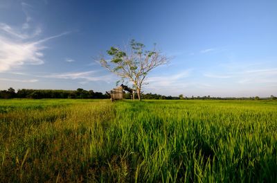 Scenic view of agricultural field against sky