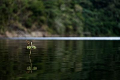 Close-up of grasshopper on lake