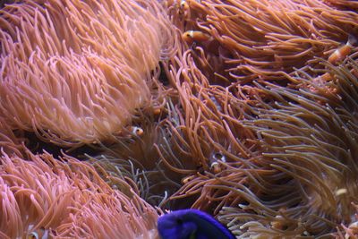 High angle view of fish and corals in sea