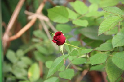 Close-up of red flower on plant