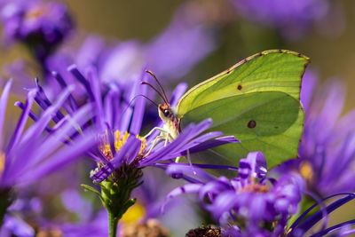 Close-up of insect on purple flower