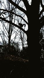 Low angle view of silhouette bare trees in forest