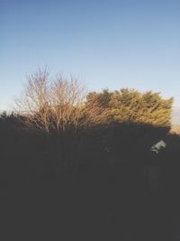 Trees on field against clear sky