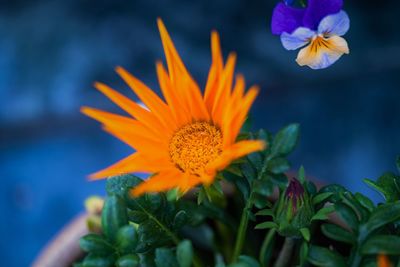 Close-up of orange flowering plant