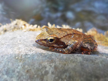 Close-up of frog on rock