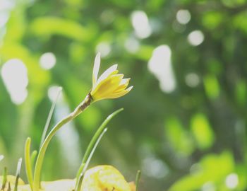 Close-up of yellow flowering plant